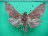  ( - KLM Lep 10278)  @11 [ ] CreativeCommons - Attribution Non-Commercial Share-Alike (2018) Christian Wieser Landesmuseum Kärnten