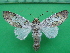  ( - KLM Lep 10305)  @14 [ ] CreativeCommons - Attribution Non-Commercial Share-Alike (2018) Christian Wieser Landesmuseum Kärnten