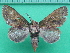  ( - KLM Lep 10341)  @11 [ ] CreativeCommons - Attribution Non-Commercial Share-Alike (2018) Christian Wieser Landesmuseum Kärnten
