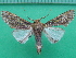  ( - KLM Lep 10348)  @11 [ ] CreativeCommons - Attribution Non-Commercial Share-Alike (2018) Christian Wieser Landesmuseum Kärnten