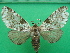  ( - KLM Lep 10377)  @11 [ ] CreativeCommons - Attribution Non-Commercial Share-Alike (2018) Christian Wieser Landesmuseum Kärnten