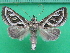 ( - KLM Lep 10390)  @11 [ ] CreativeCommons - Attribution Non-Commercial Share-Alike (2018) Christian Wieser Landesmuseum Kärnten