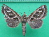  ( - KLM Lep 10395)  @11 [ ] CreativeCommons - Attribution Non-Commercial Share-Alike (2018) Christian Wieser Landesmuseum Kärnten