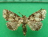  ( - KLM Lep 10405)  @11 [ ] CreativeCommons - Attribution Non-Commercial Share-Alike (2018) Christian Wieser Landesmuseum Kärnten