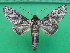  (Rifargia lineata - KLM Lep 10411)  @14 [ ] CreativeCommons - Attribution Non-Commercial Share-Alike (2018) Christian Wieser Landesmuseum Kärnten