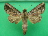  ( - KLM Lep 10415)  @13 [ ] CreativeCommons - Attribution Non-Commercial Share-Alike (2018) Christian Wieser Landesmuseum Kärnten