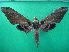  ( - KLM Lep 10486)  @11 [ ] CreativeCommons - Attribution Non-Commercial Share-Alike (2018) Christian Wieser Landesmuseum Kärnten