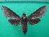 (Xylophanes porcus_spFG - KLM Lep 10519)  @14 [ ] CreativeCommons - Attribution Non-Commercial Share-Alike (2018) Christian Wieser Landesmuseum Kärnten