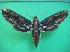  ( - KLM Lep 10520)  @11 [ ] CreativeCommons - Attribution Non-Commercial Share-Alike (2018) Christian Wieser Landesmuseum Kärnten