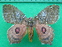  ( - KLM Lep 10558)  @14 [ ] CreativeCommons - Attribution Non-Commercial Share-Alike (2018) Christian Wieser Landesmuseum Kärnten