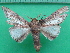  ( - KLM Lep 10575)  @11 [ ] CreativeCommons - Attribution Non-Commercial Share-Alike (2018) Christian Wieser Landesmuseum Kärnten