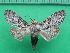  ( - KLM Lep 10581)  @11 [ ] CreativeCommons - Attribution Non-Commercial Share-Alike (2018) Christian Wieser Landesmuseum Kärnten