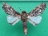  ( - KLM Lep 10582)  @11 [ ] CreativeCommons - Attribution Non-Commercial Share-Alike (2018) Christian Wieser Landesmuseum Kärnten