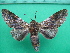  ( - KLM Lep 10623)  @13 [ ] CreativeCommons - Attribution Non-Commercial Share-Alike (2018) Christian Wieser Landesmuseum Kärnten