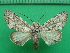  ( - KLM Lep 10634)  @11 [ ] CreativeCommons - Attribution Non-Commercial Share-Alike (2018) Christian Wieser Landesmuseum Kärnten