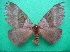  ( - KLM Lep 10687)  @14 [ ] CreativeCommons - Attribution Non-Commercial Share-Alike (2018) Christian Wieser Landesmuseum Kärnten