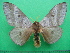  ( - KLM Lep 10691)  @11 [ ] CreativeCommons - Attribution Non-Commercial Share-Alike (2018) Christian Wieser Landesmuseum Kärnten