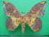  ( - KLM Lep 10692)  @13 [ ] CreativeCommons - Attribution Non-Commercial Share-Alike (2018) Christian Wieser Landesmuseum Kärnten