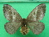  ( - KLM Lep 10718)  @11 [ ] CreativeCommons - Attribution Non-Commercial Share-Alike (2018) Christian Wieser Landesmuseum Kärnten