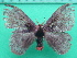  ( - KLM Lep 10719)  @13 [ ] CreativeCommons - Attribution Non-Commercial Share-Alike (2018) Christian Wieser Landesmuseum Kärnten