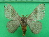  ( - KLM Lep 10733)  @13 [ ] CreativeCommons - Attribution Non-Commercial Share-Alike (2018) Christian Wieser Landesmuseum Kärnten