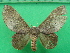 ( - KLM Lep 10742)  @13 [ ] CreativeCommons - Attribution Non-Commercial Share-Alike (2018) Christian Wieser Landesmuseum Kärnten
