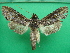  ( - KLM Lep 10797)  @11 [ ] CreativeCommons - Attribution Non-Commercial Share-Alike (2018) Christian Wieser Landesmuseum Kärnten