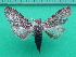 ( - KLM Lep 10813)  @11 [ ] CreativeCommons - Attribution Non-Commercial Share-Alike (2018) Christian Wieser Landesmuseum Kärnten
