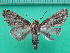  ( - KLM Lep 10815)  @11 [ ] CreativeCommons - Attribution Non-Commercial Share-Alike (2018) Christian Wieser Landesmuseum Kärnten