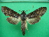  ( - KLM Lep 10825)  @11 [ ] CreativeCommons - Attribution Non-Commercial Share-Alike (2018) Christian Wieser Landesmuseum Kärnten