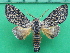  ( - KLM Lep 10827)  @11 [ ] CreativeCommons - Attribution Non-Commercial Share-Alike (2018) Christian Wieser Landesmuseum Kärnten