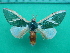  ( - KLM Lep 10835)  @11 [ ] CreativeCommons - Attribution Non-Commercial Share-Alike (2018) Christian Wieser Landesmuseum Kärnten