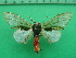  ( - KLM Lep 10836)  @11 [ ] CreativeCommons - Attribution Non-Commercial Share-Alike (2018) Christian Wieser Landesmuseum Kärnten
