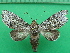  ( - KLM Lep 10850)  @11 [ ] CreativeCommons - Attribution Non-Commercial Share-Alike (2018) Christian Wieser Landesmuseum Kärnten