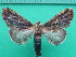  ( - KLM Lep 10895)  @11 [ ] CreativeCommons - Attribution Non-Commercial Share-Alike (2018) Christian Wieser Landesmuseum Kärnten