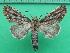  ( - KLM Lep 10897)  @11 [ ] CreativeCommons - Attribution Non-Commercial Share-Alike (2018) Christian Wieser Landesmuseum Kärnten