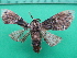 ( - KLM Lep 10912)  @11 [ ] CreativeCommons - Attribution Non-Commercial Share-Alike (2018) Christian Wieser Landesmuseum Kärnten