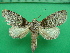  ( - KLM Lep 10944)  @11 [ ] CreativeCommons - Attribution Non-Commercial Share-Alike (2018) Christian Wieser Landesmuseum Kärnten
