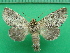  ( - KLM Lep 10955)  @11 [ ] CreativeCommons - Attribution Non-Commercial Share-Alike (2018) Christian Wieser Landesmuseum Kärnten