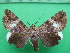  ( - KLM Lep 11000)  @11 [ ] CreativeCommons - Attribution Non-Commercial Share-Alike (2018) Christian Wieser Landesmuseum Kärnten