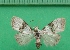  ( - KLM Lep 11148)  @11 [ ] CreativeCommons - Attribution Non-Commercial Share-Alike (2018) Christian Wieser Landesmuseum Kärnten