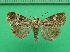  ( - KLM Lep 11207)  @11 [ ] CreativeCommons - Attribution Non-Commercial Share-Alike (2018) Christian Wieser Landesmuseum Kärnten
