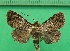  ( - KLM Lep 11511)  @11 [ ] CreativeCommons - Attribution Non-Commercial Share-Alike (2018) Christian Wieser Landesmuseum Kärnten