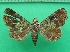  ( - KLM Lep 11736)  @11 [ ] CreativeCommons - Attribution Non-Commercial Share-Alike (2018) Christian Wieser Landesmuseum Kärnten