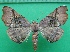  ( - KLM Lep 11751)  @11 [ ] CreativeCommons - Attribution Non-Commercial Share-Alike (2018) Christian Wieser Landesmuseum Kärnten