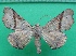  ( - KLM Lep 11755)  @11 [ ] CreativeCommons - Attribution Non-Commercial Share-Alike (2018) Christian Wieser Landesmuseum Kärnten
