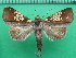  ( - KLM Lep 11780)  @11 [ ] CreativeCommons - Attribution Non-Commercial Share-Alike (2018) Christian Wieser Landesmuseum Kärnten