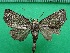  ( - KLM Lep 11979)  @11 [ ] CreativeCommons - Attribution Non-Commercial Share-Alike (2018) Christian Wieser Landesmuseum Kärnten