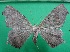  ( - KLM Lep 12185)  @11 [ ] CreativeCommons - Attribution Non-Commercial Share-Alike (2018) Christian Wieser Landesmuseum Kärnten