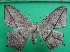  ( - KLM Lep 12187)  @13 [ ] CreativeCommons - Attribution Non-Commercial Share-Alike (2018) Christian Wieser Landesmuseum Kärnten